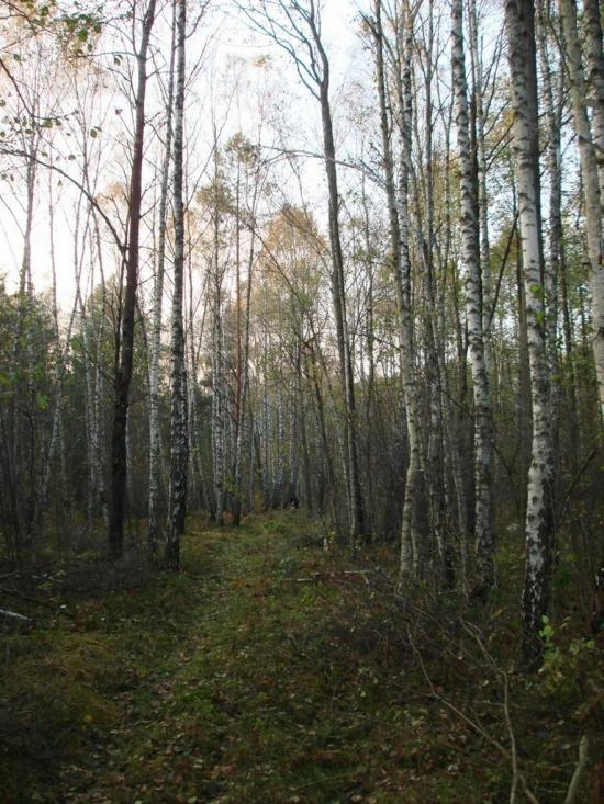 Хрипськ з panoramio.com - Хрипск