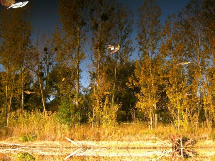 Новосільське з panoramio.com - Novosilske