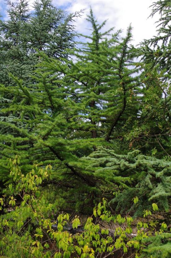 Запрудне з panoramio.com - Запрудне