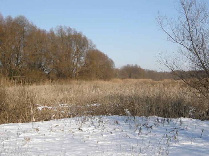 Оржиця з panoramio.com - Orzhytsya