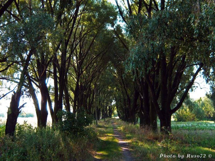 Рожів з panoramio.com - Рожев