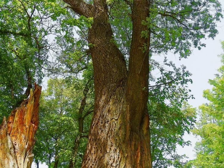 Олександрівське з panoramio.com - Олександрівське