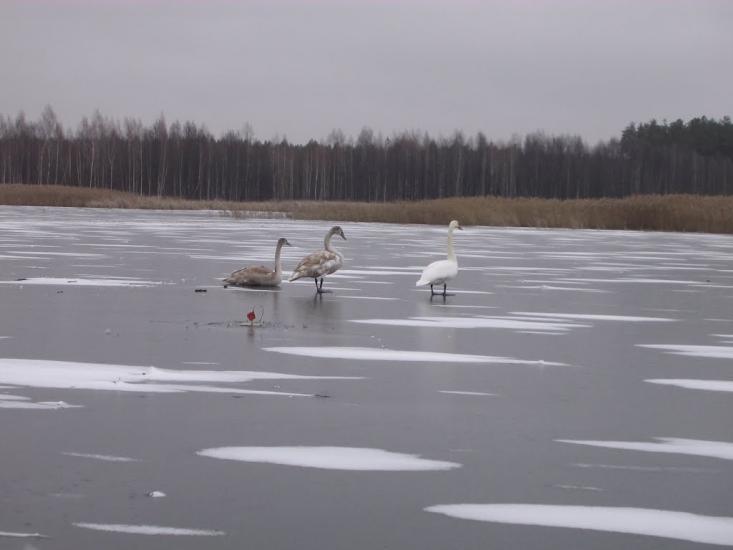 Щербатівка з panoramio.com - Щербатівка