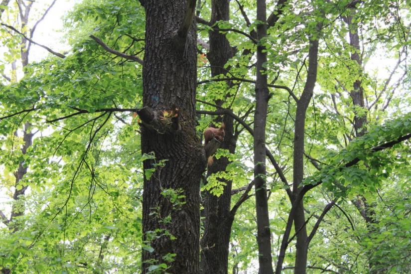 Гусина Поляна з panoramio.com - Гусина Поляна