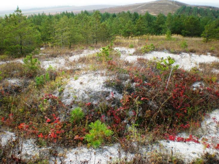 Бучина з panoramio.com - Бучина