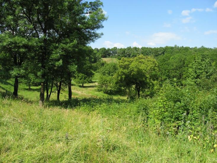 Вільшани з panoramio.com - Вільшани