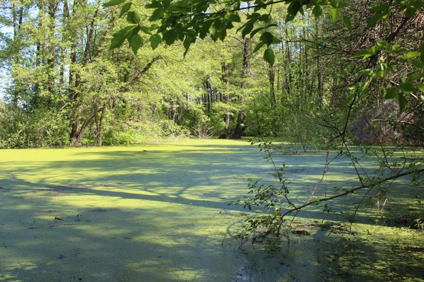 Дешки з panoramio.com - Дешки