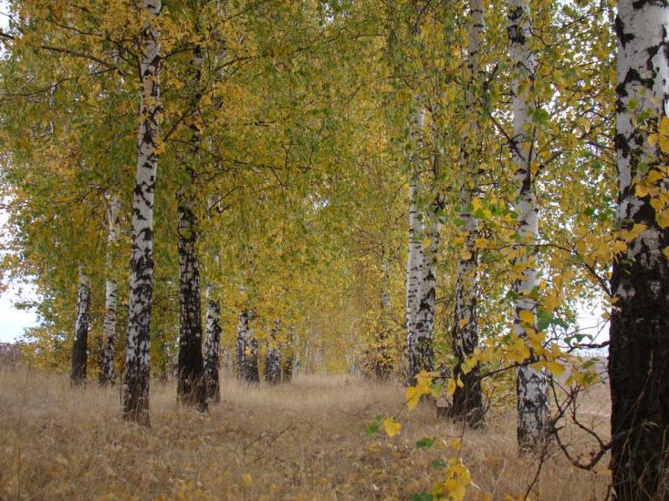 Дергачі з panoramio.com - Дергачи