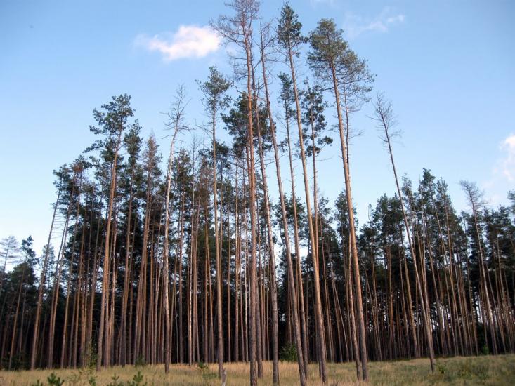 Хоцьки з panoramio.com - Хоцки