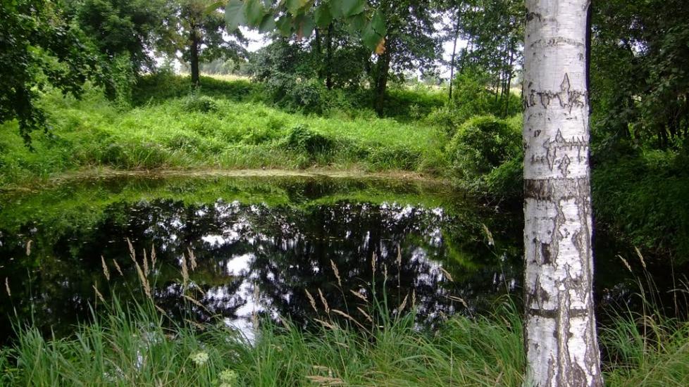 Літки з panoramio.com - Літки