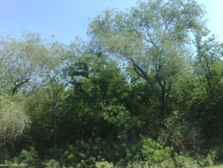 Василівка з panoramio.com - Василевка