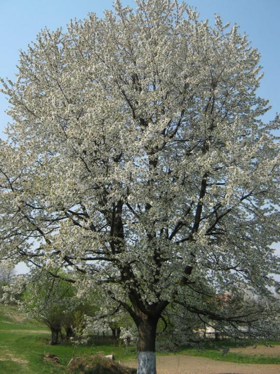Дебеславці з panoramio.com - Debeslavtsi