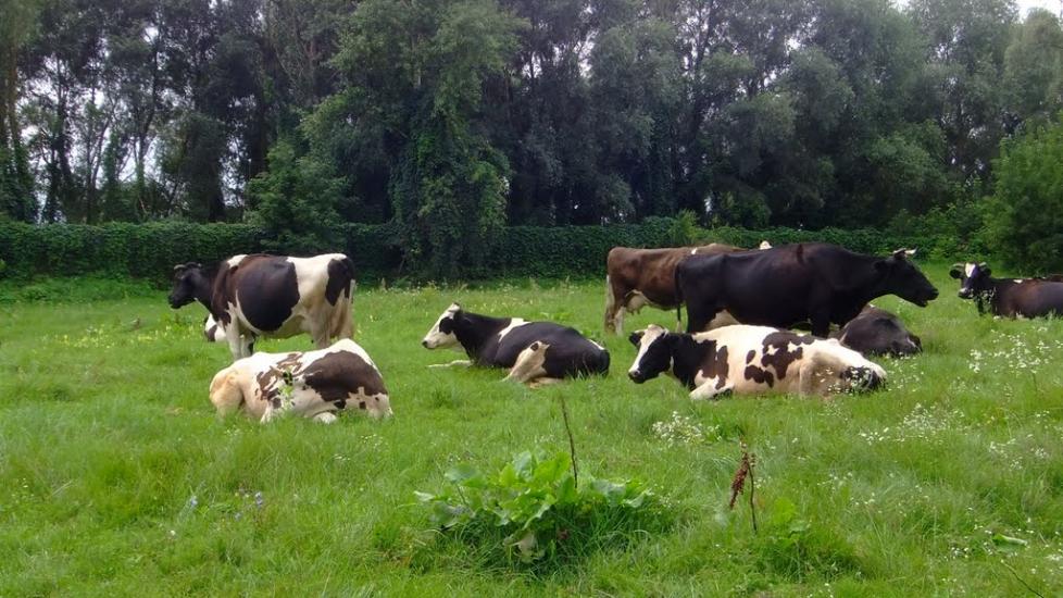 Літки з panoramio.com - Летки