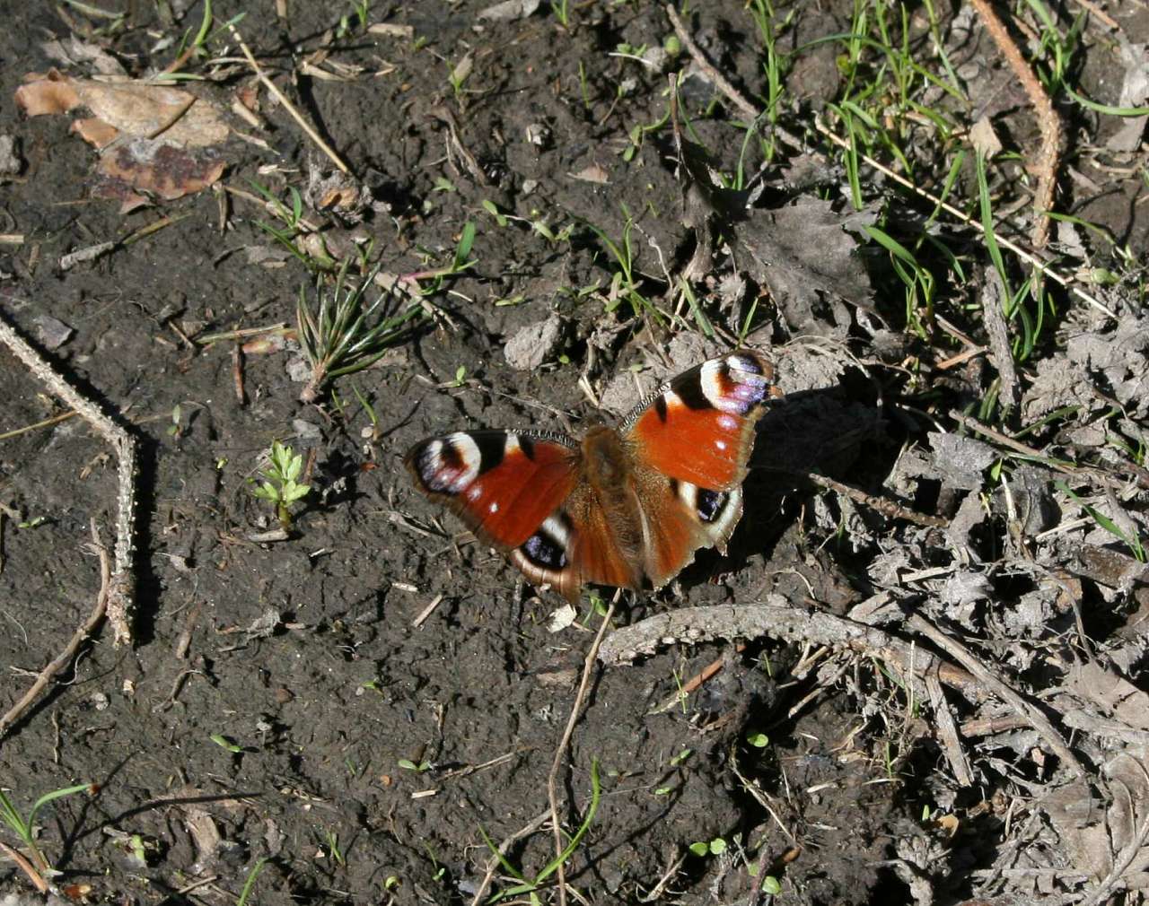 Весна на рідній землі - Кривчики