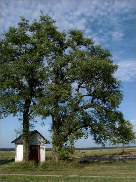 Дев'ятир з panoramio.com - Девятир