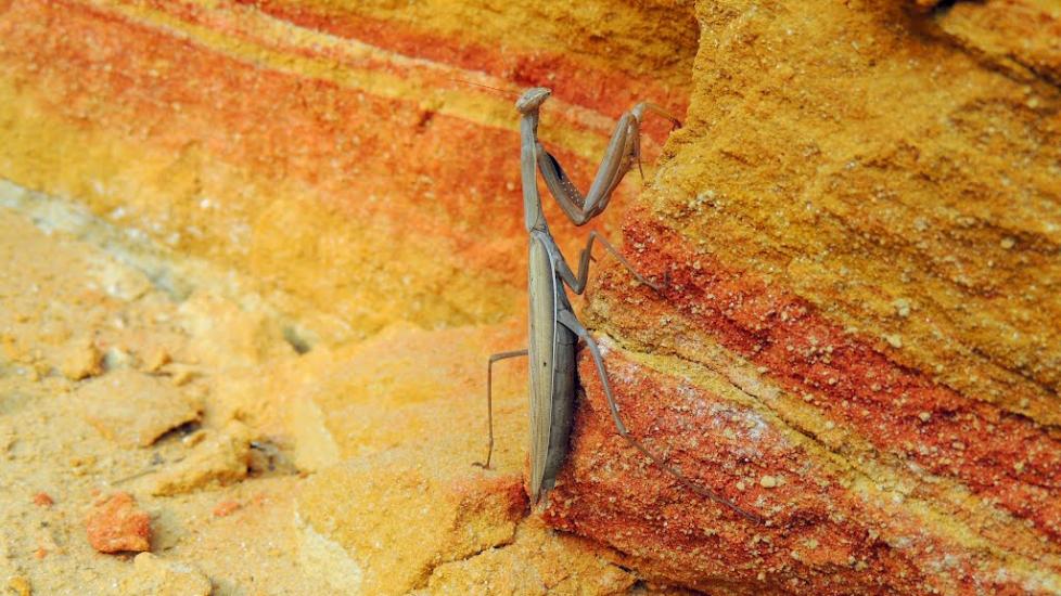 Новомиколаївка з panoramio.com - Новомиколаївка