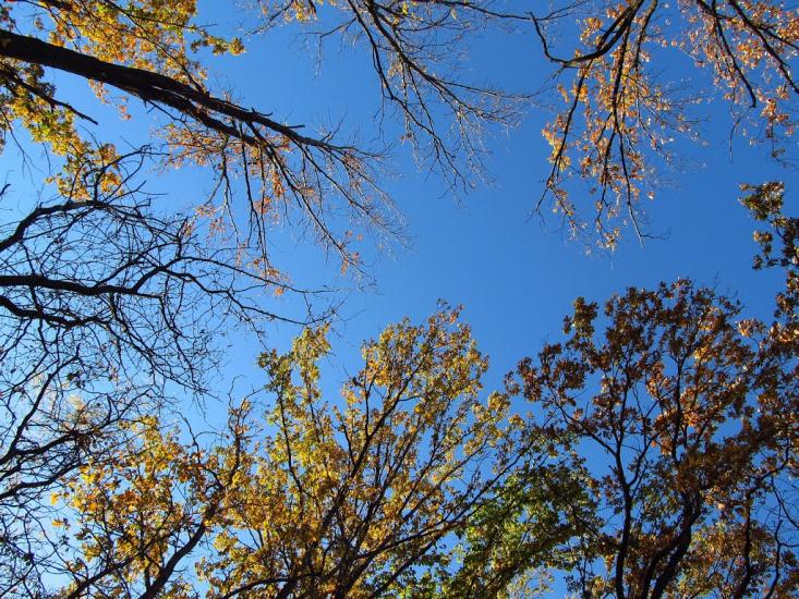Зелений Гай з panoramio.com - Зеленый Гай