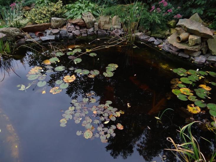 Кам'яний Брід з panoramio.com - Кам'яний Брід