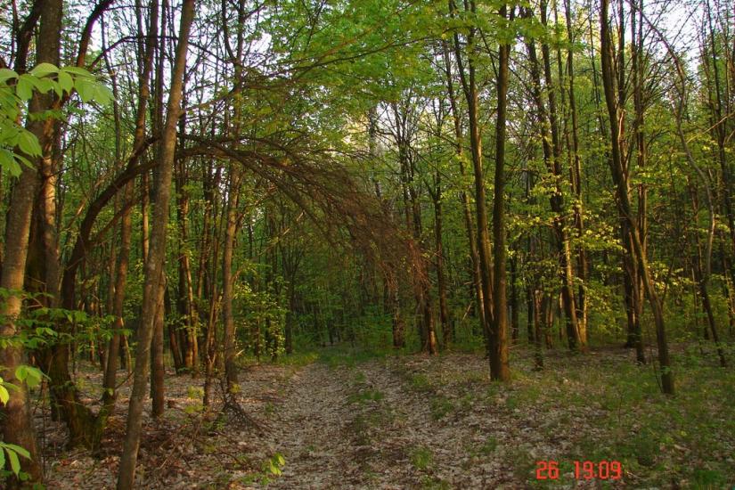 Литвиновичі з panoramio.com - Литвиновичи