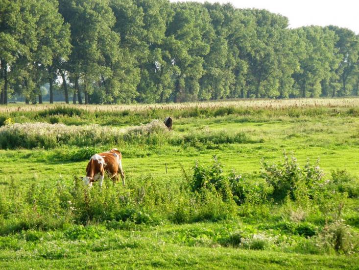 Івангород з panoramio.com - Івангород