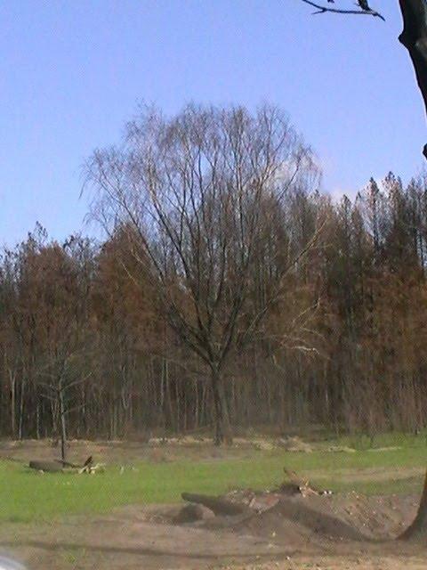 Косачівка з panoramio.com - Косачівка