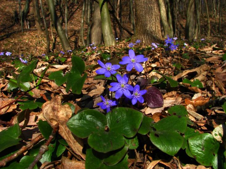 Завій з panoramio.com - Завой