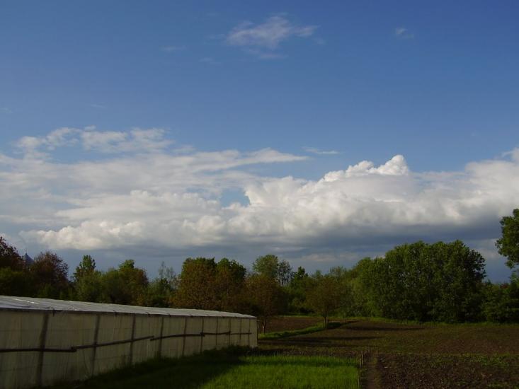 Тарасівці з panoramio.com - Тарасівці