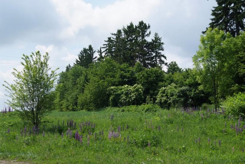 Слобідка-Шелехівська з panoramio.com - Слобідка-Шелехівська