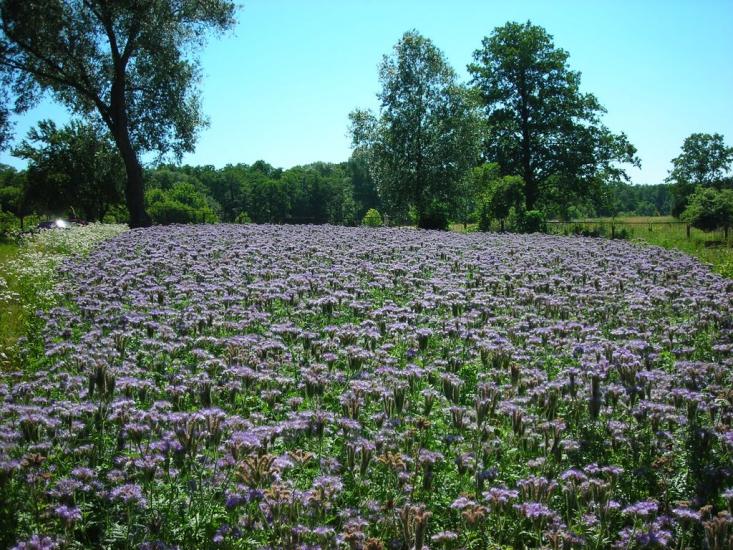 Золотоноша з panoramio.com - Золотоноша