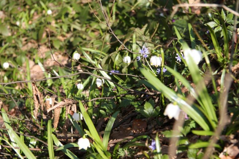 Чорноголова з panoramio.com - Чорноголова