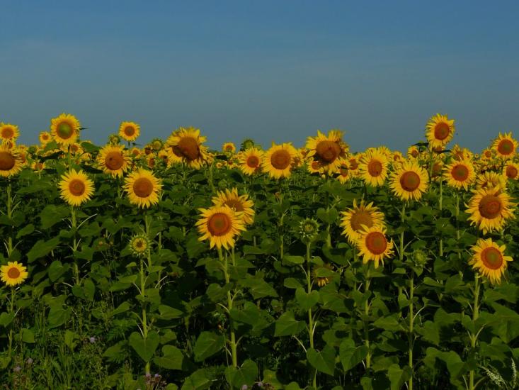 Павлиш з panoramio.com - Павлиш