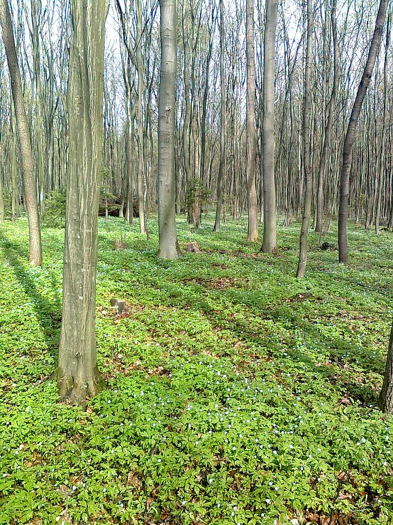 Паївка з panoramio.com - Паївка