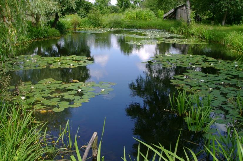 Лісове з panoramio.com - Lisove