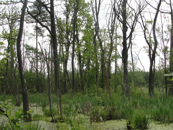 Клевань з panoramio.com - Klevan