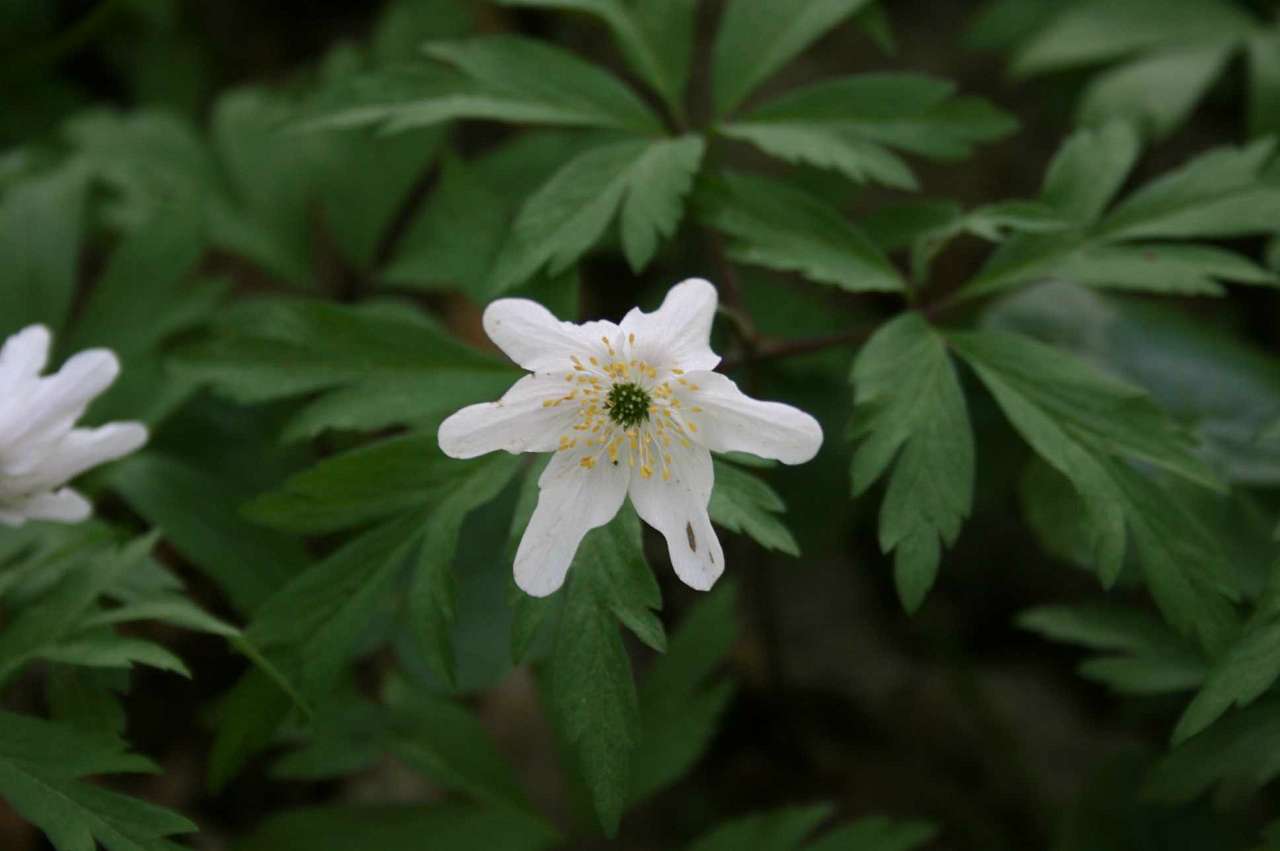 Весна на рідній землі - Кривчики