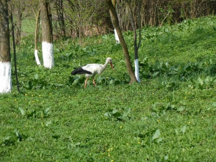 Бзовиця з panoramio.com - Бзовица