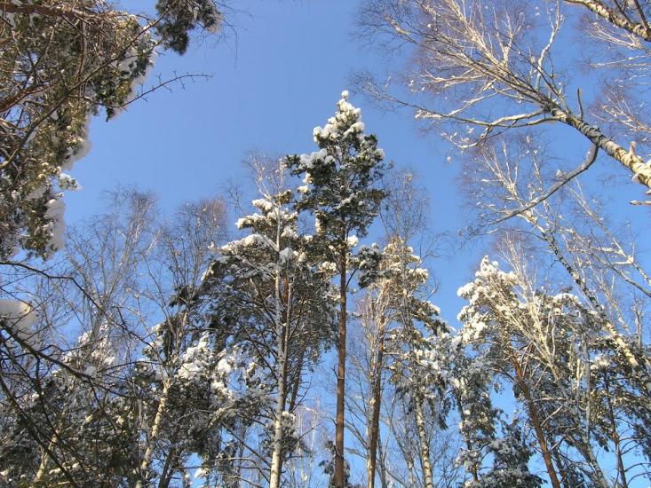 Малин з panoramio.com - Малин