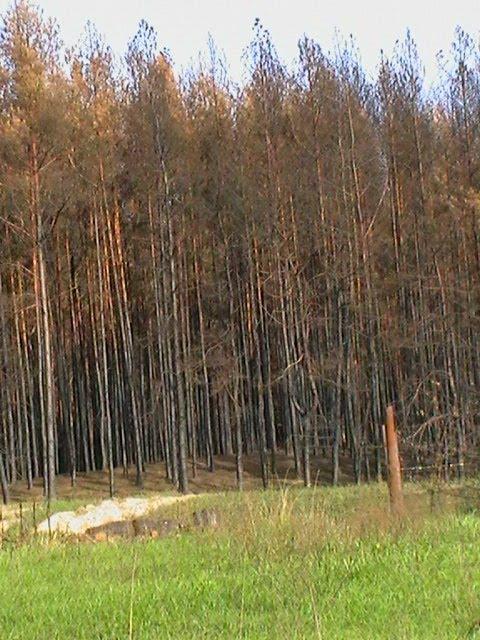 Косачівка з panoramio.com - Косачівка