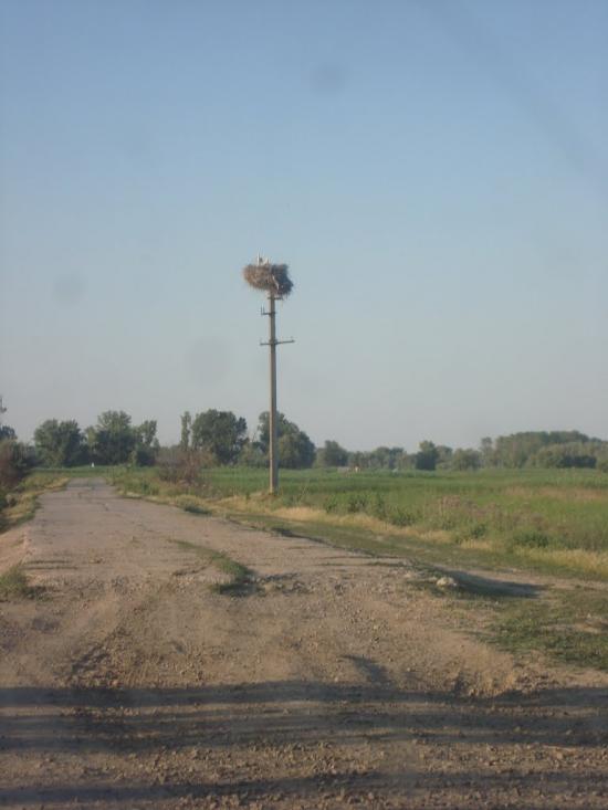 Новосільське з panoramio.com - Novosilske