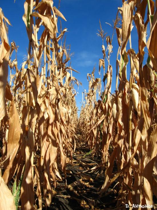 Луганка з panoramio.com - Луганка