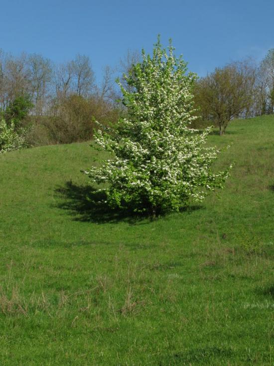 Дмитрівка з panoramio.com - Дмитровка