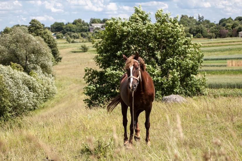 Устя з panoramio.com - Устя