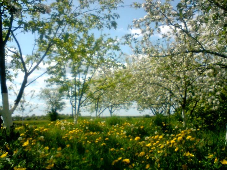 Горпин з panoramio.com - Горпин