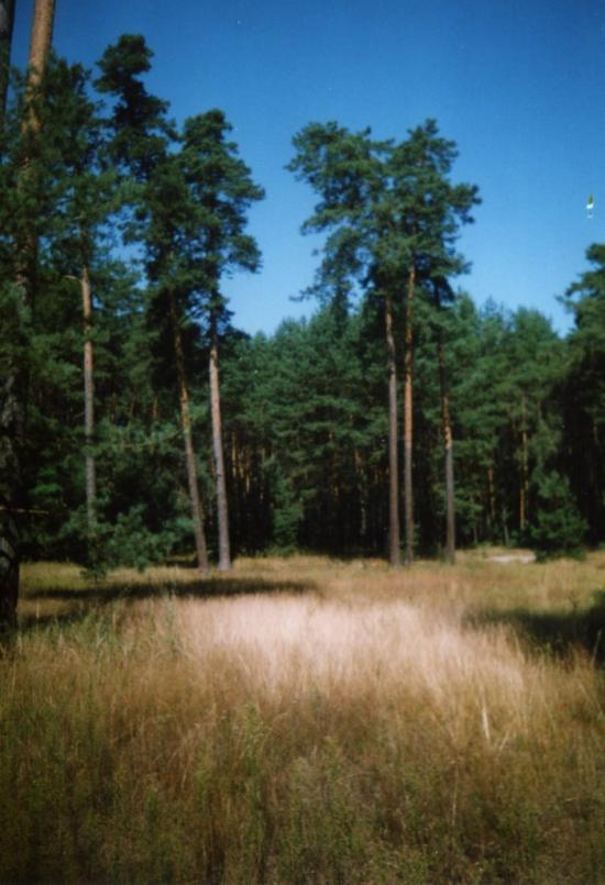 Руська Поляна з panoramio.com - Русская Поляна