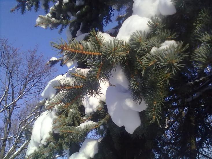 Ясенівці з panoramio.com - Ясенівці