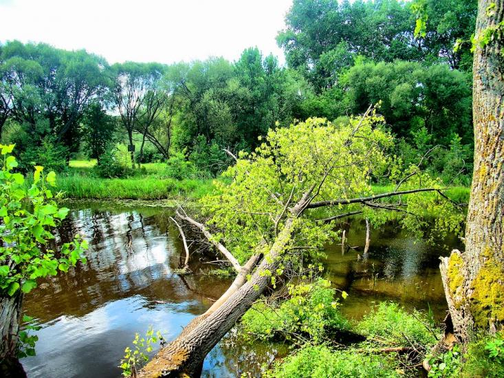 Олевськ з panoramio.com - Олевск