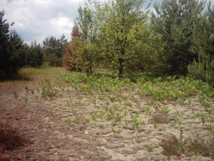 Римачі з panoramio.com - Рымачи