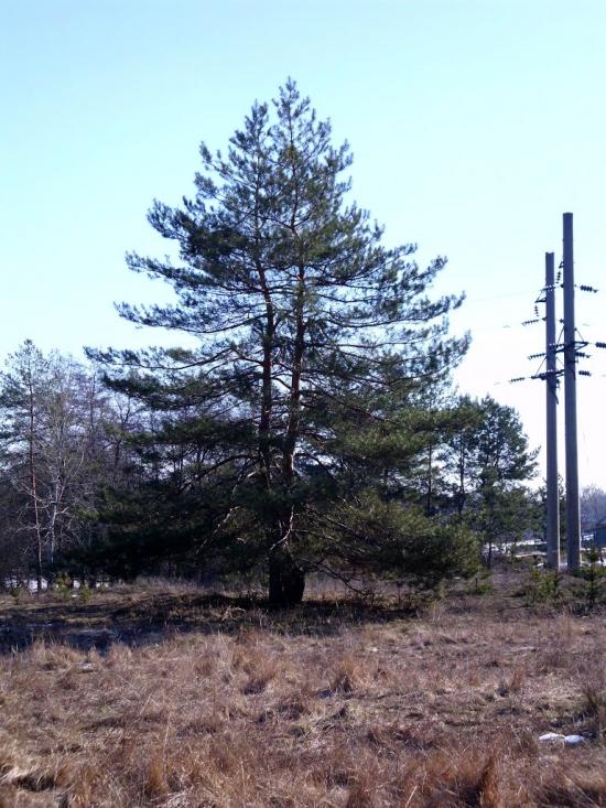 Тавільжанка з panoramio.com - Таволжанка