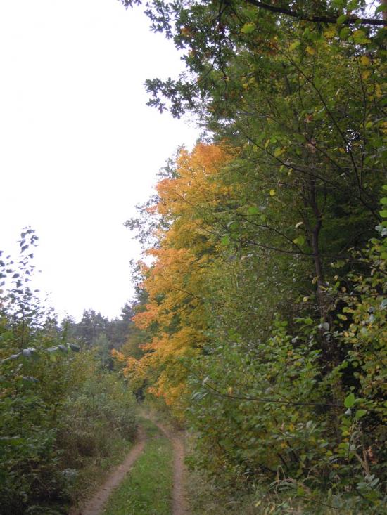 Лелехівка з panoramio.com - Лелеховка