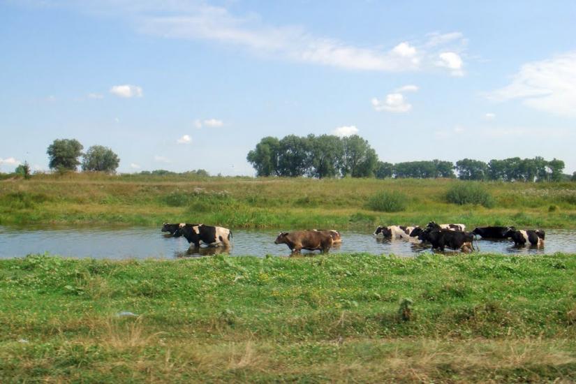 Пухівка з panoramio.com - Пуховка